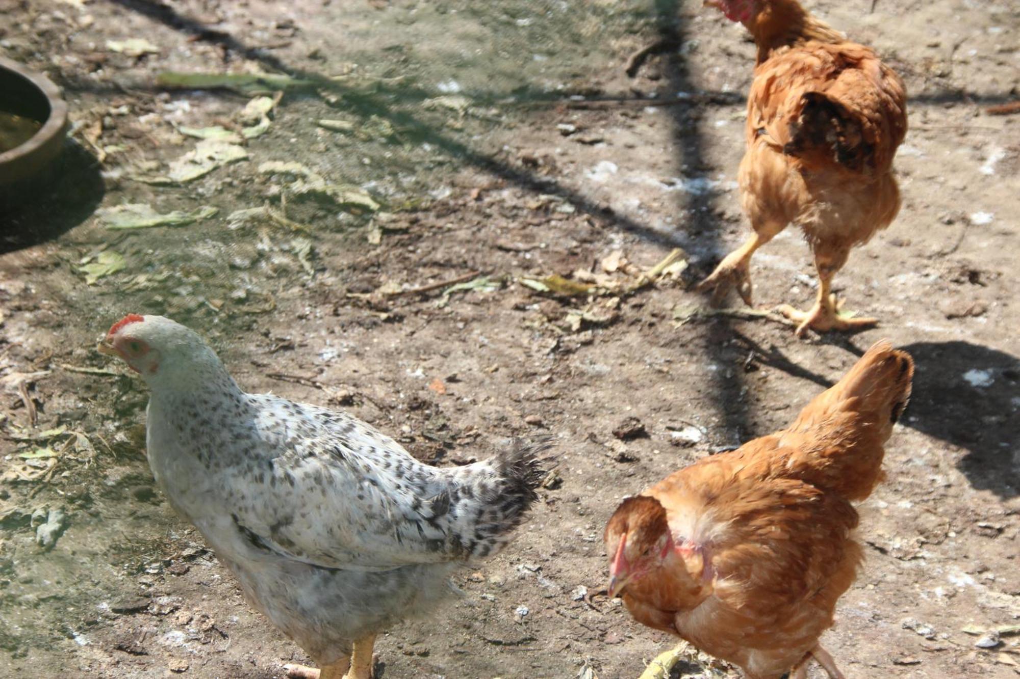 Bio Quinta Do Pantano, Agro Turismo Villa Santo Antonio da Serra Ngoại thất bức ảnh
