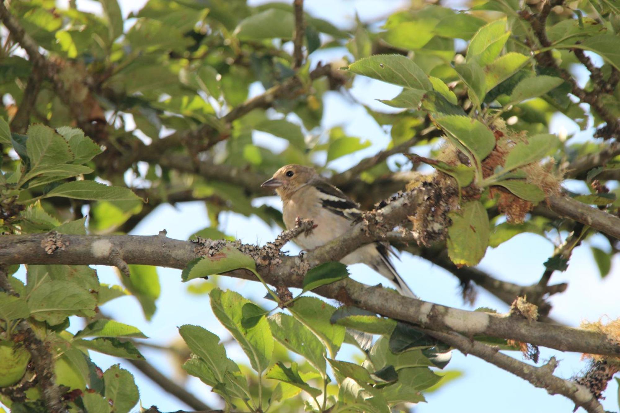 Bio Quinta Do Pantano, Agro Turismo Villa Santo Antonio da Serra Ngoại thất bức ảnh